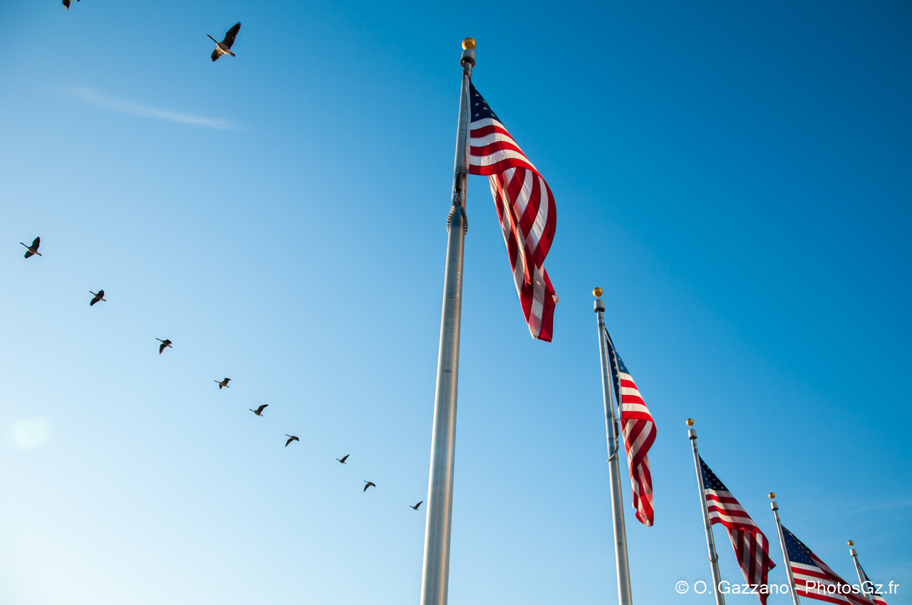 Birds flying on the American flag